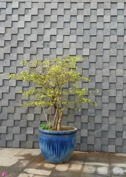 Đá ong xám 3D ốp tường 10x10 - quang minh stone 2